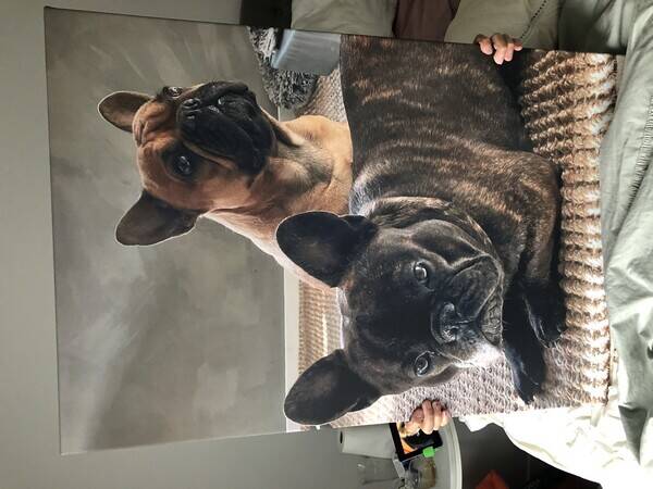 Hund - Frallorna Louie & Nero