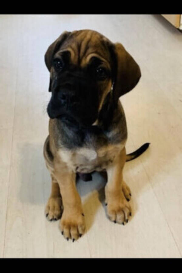 Hund - Canecorso, Mtrix