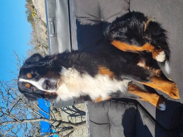 Hund - Berner Sennen Bamse