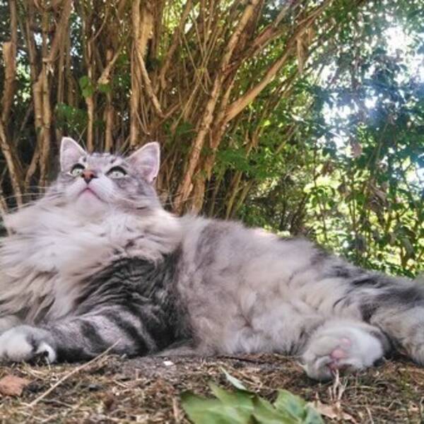 Kat - Norsk Skovkat Nalle Kat - Norsk Skovkat Nalle