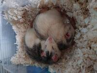 Kæle rotter, Tony og Bent  Kæle rotter, Tony og Bent