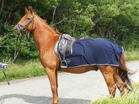 Dansk Varmblod No Rian Today 'Frede' Dansk Varmblod No Rian Today 'Frede'