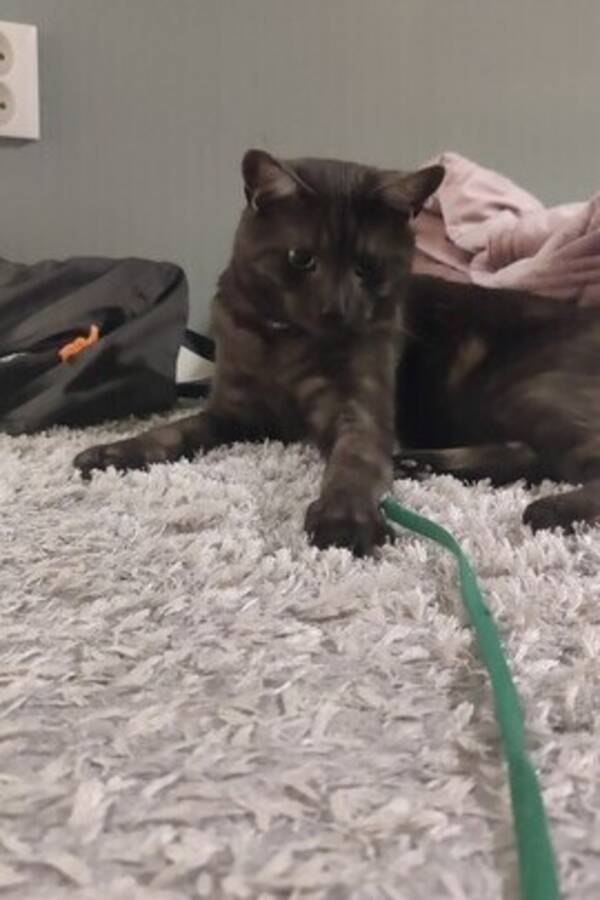 Katt - Nisse