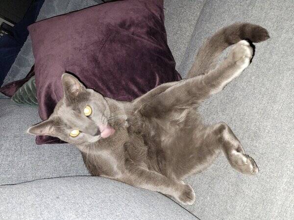 Katt - Tassen,Slvgr bengalmix