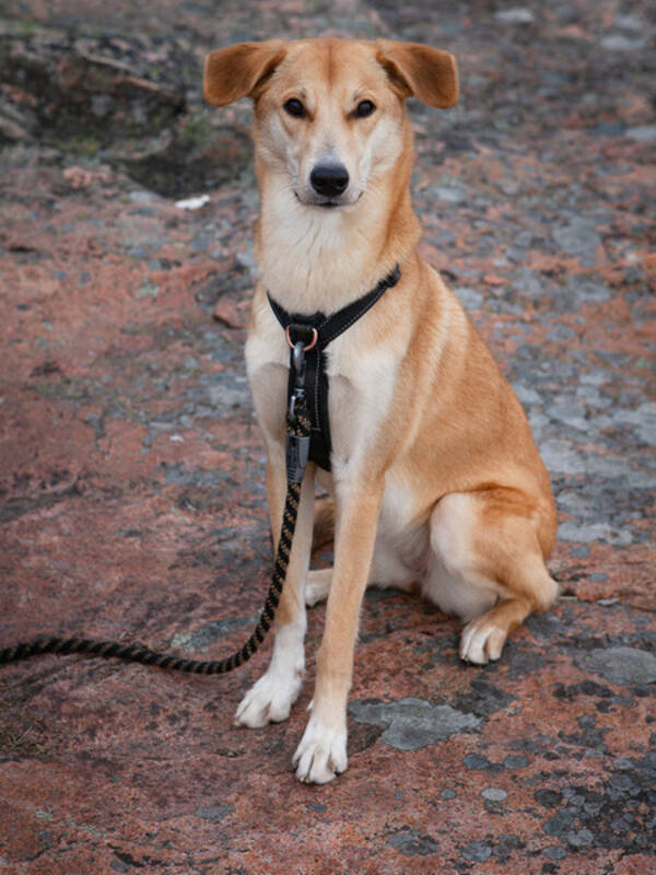 Hund - Alaskan husky, Akitsa