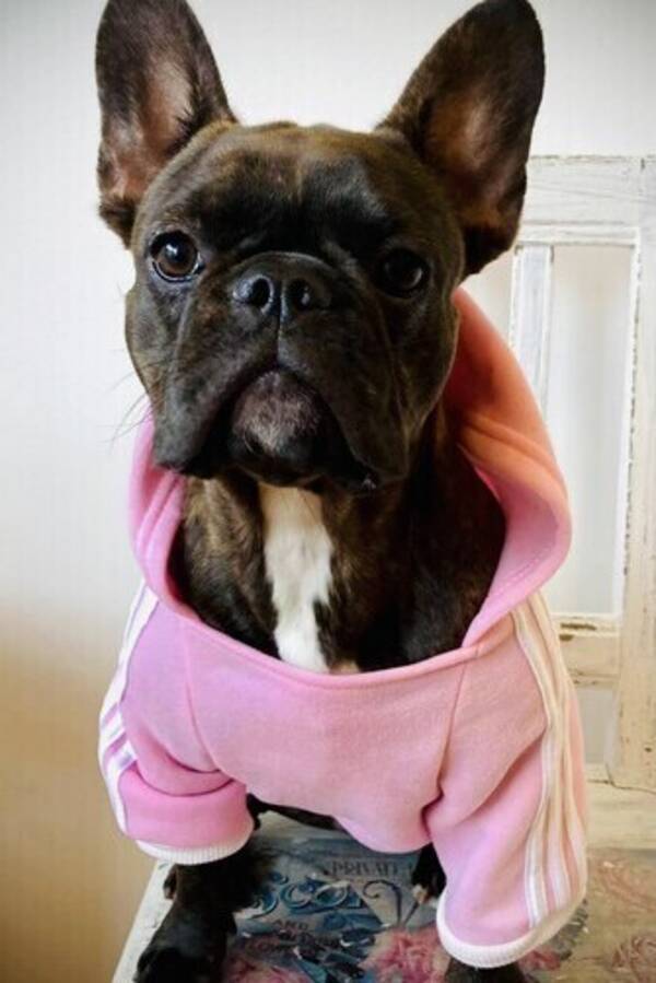 Hund - Frallan Lillan