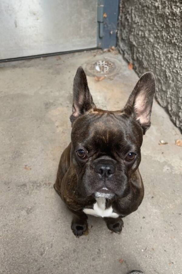 Hund - Frallan Lillan