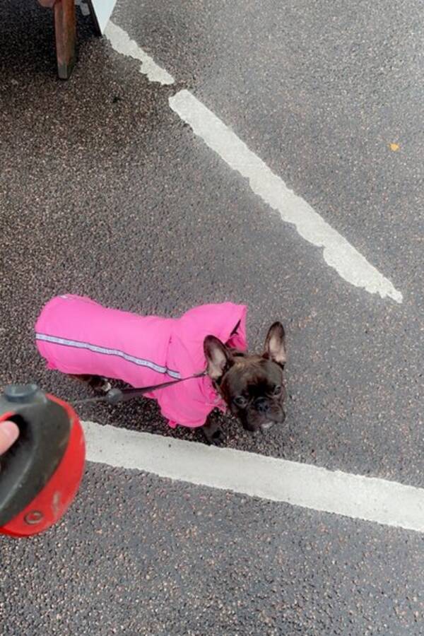 Hund - Frallan Lillan