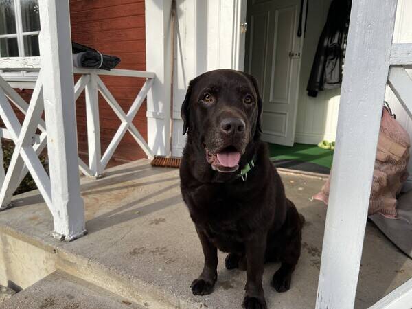Hund - Otto 