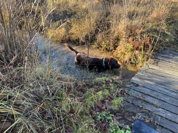 Hund - Otto 