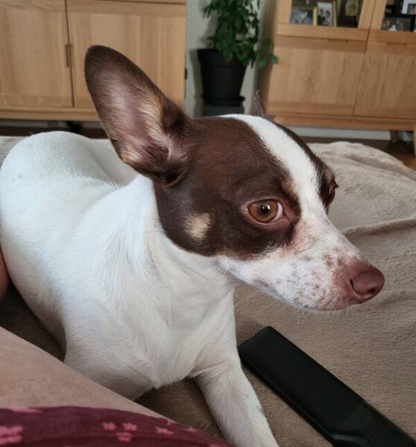 Hund - Hunden Lexie 