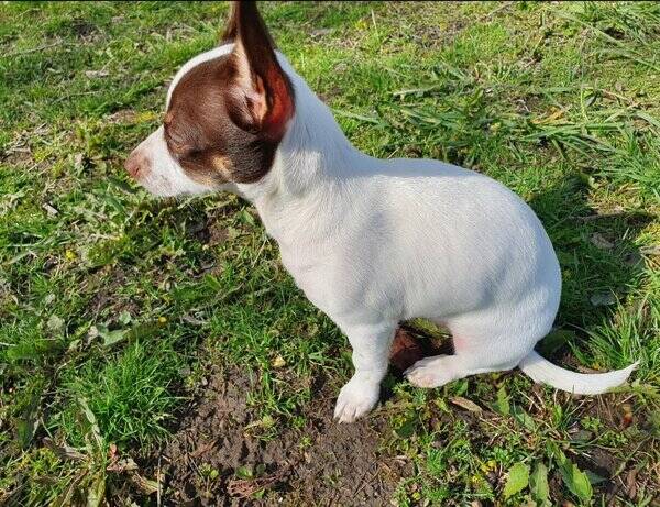 Hund - Hunden Lexie 