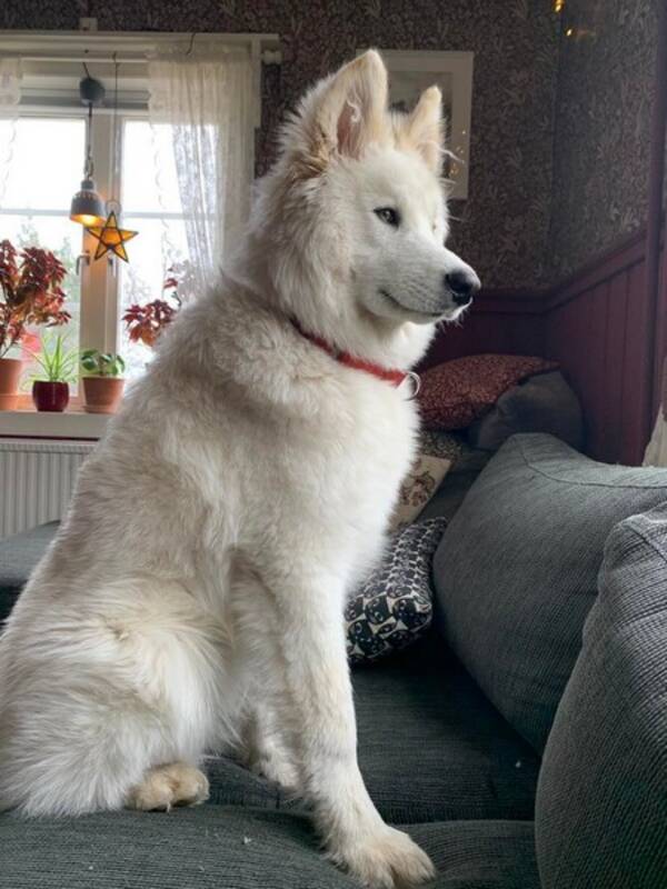 Hund - Ivaldi