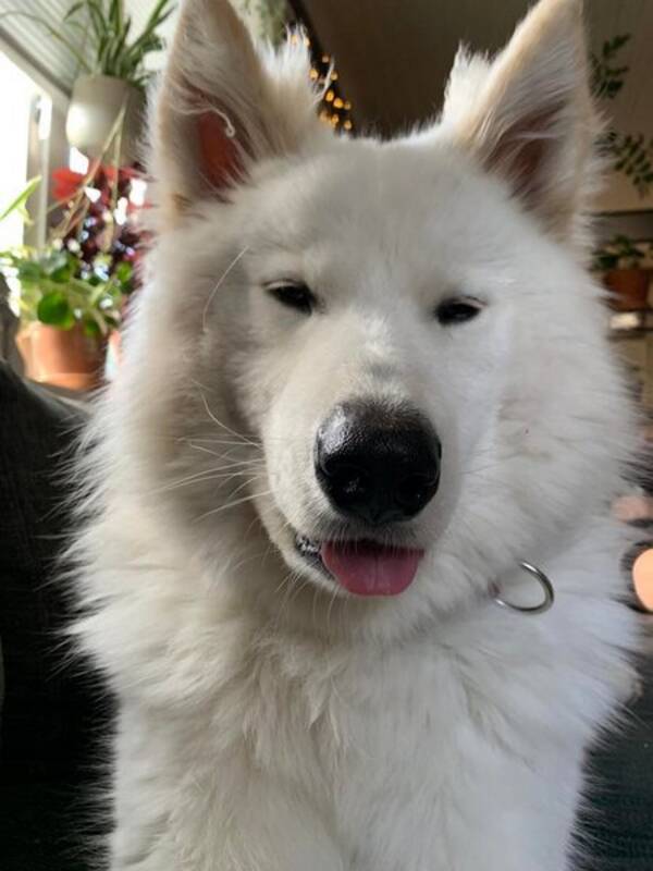 Hund - Ivaldi