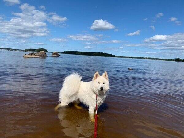 Hund - Ivaldi