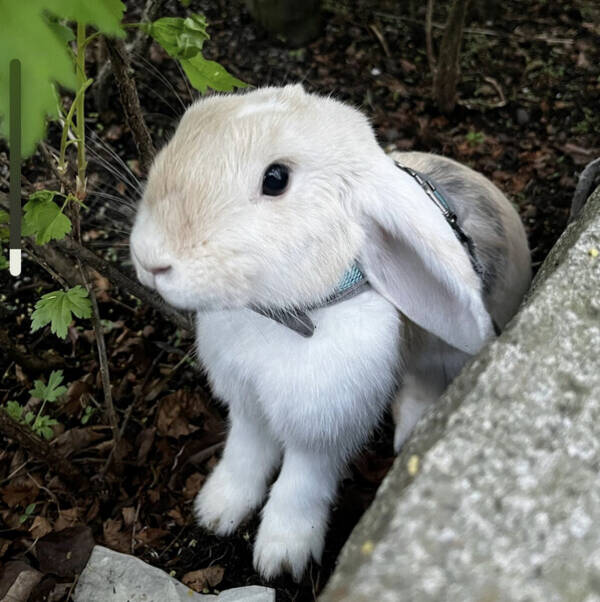 Övrigt - Dvärg vädurs kaninen Molly