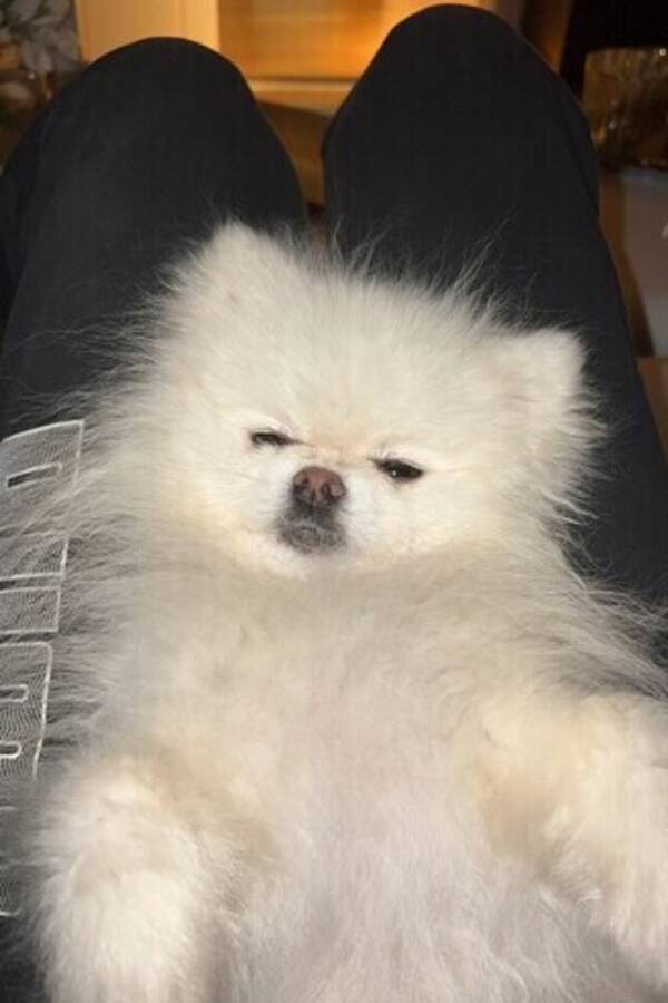 Hund - Kenzo min lskade pomeranian