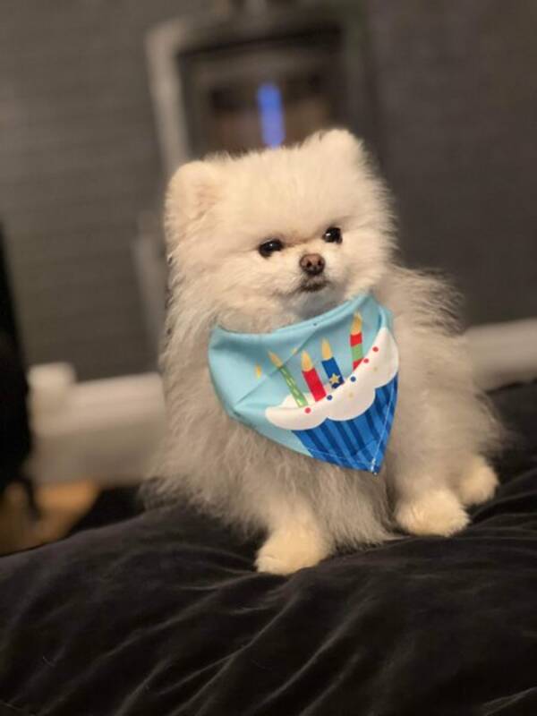 Hund - Kenzo min lskade pomeranian