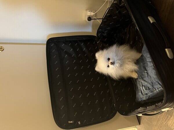 Hund - Kenzo min lskade pomeranian