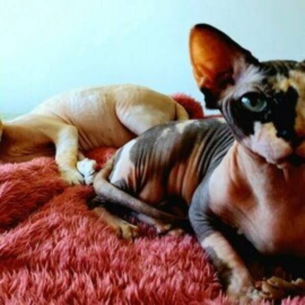 Katt - Cleopatra and Nikki, sphynx cats