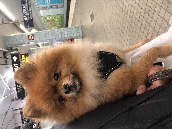 Hund