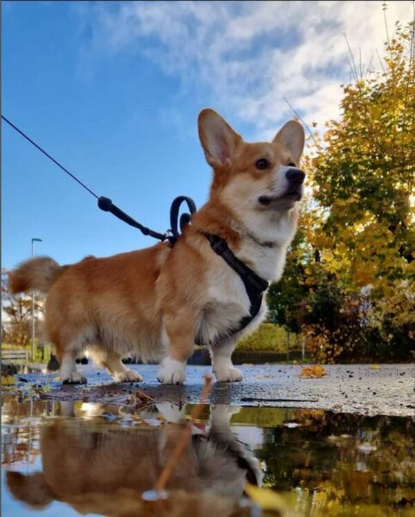 Hund - Corgi pembroke red with/tail