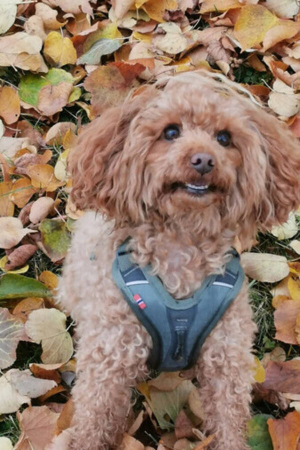 Hund - dverg puddel ruby