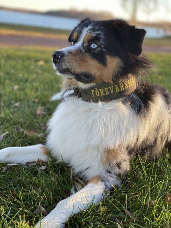 Hund - Australien Shepherd - Sisu 2,5 år   Hund - Australien Shepherd - Sisu 2,5 år