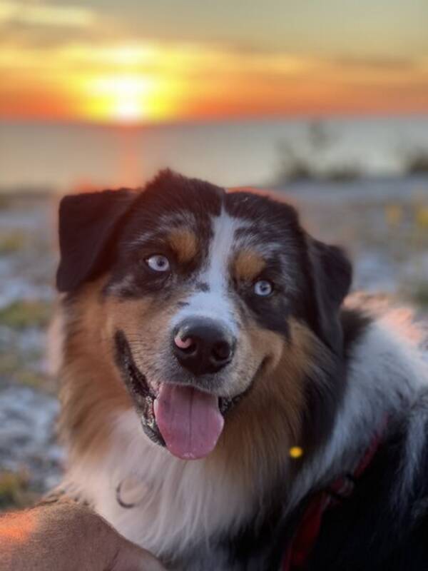 Hund - Australien Shepherd - Sisu 2,5 år   Hund - Australien Shepherd - Sisu 2,5 år