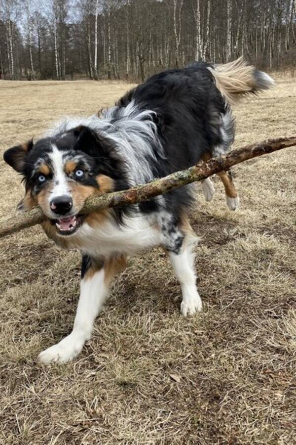 Hund - Australien Shepherd - Sisu 2,5 år   Hund - Australien Shepherd - Sisu 2,5 år
