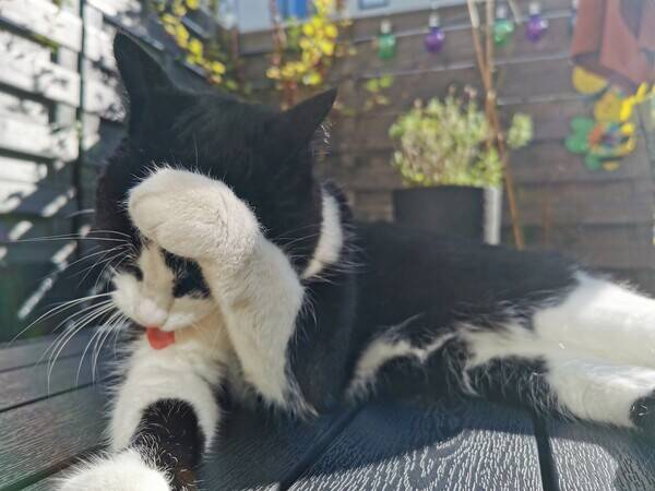 Katt - Katt Mascha