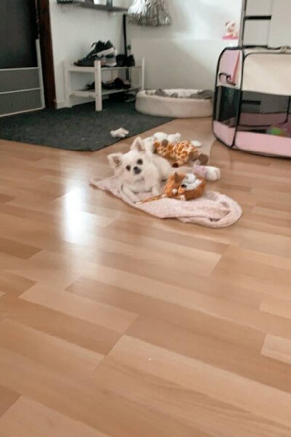 Hund - Chihuhua, Ellie
