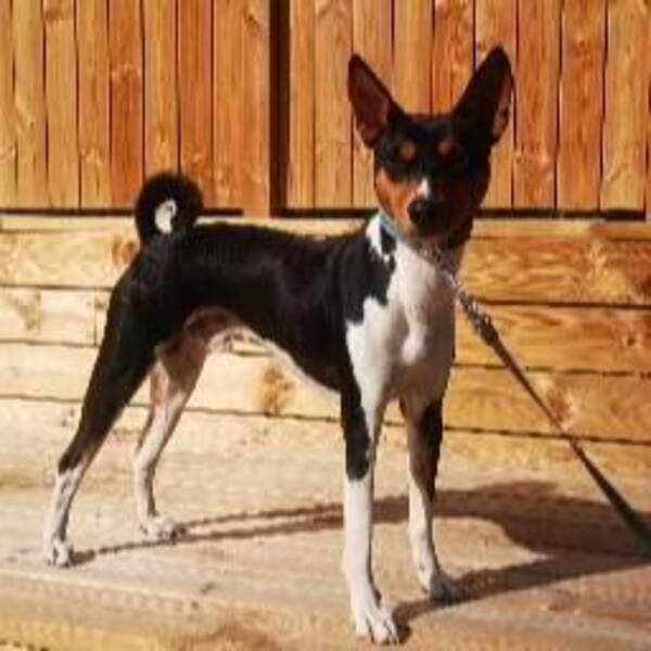 Hund - Aslan the Basenji 