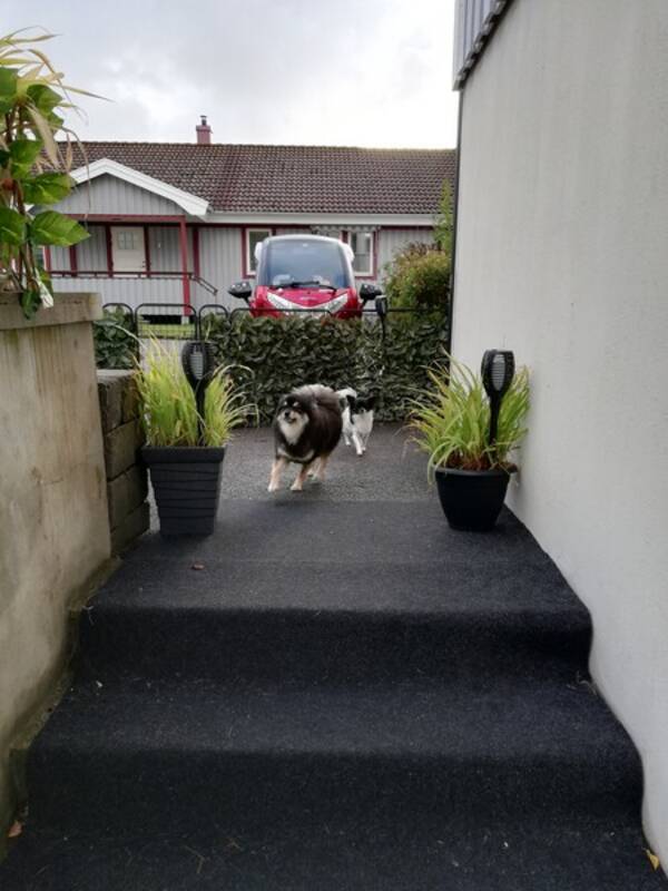 Hund - Ozzy och Cindy 