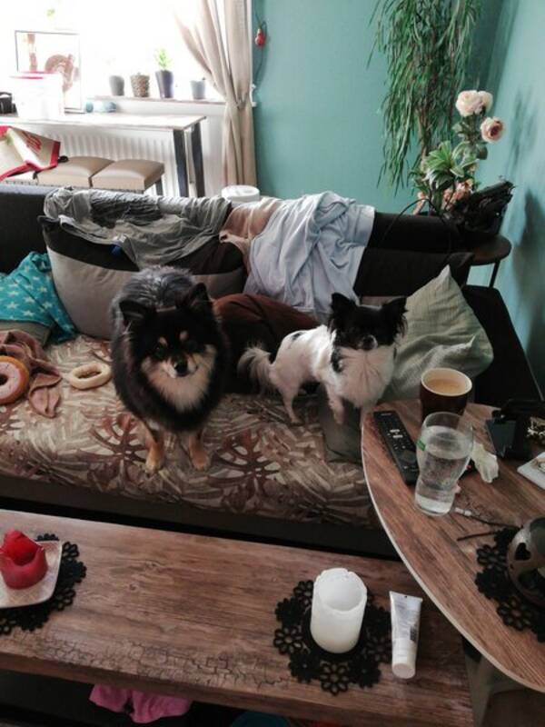 Hund - Ozzy och Cindy 