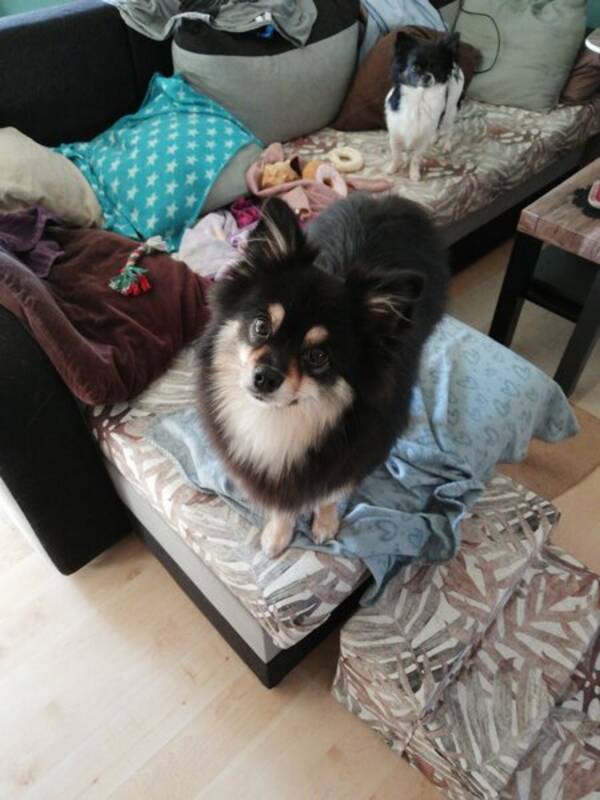 Hund - Ozzy och Cindy 