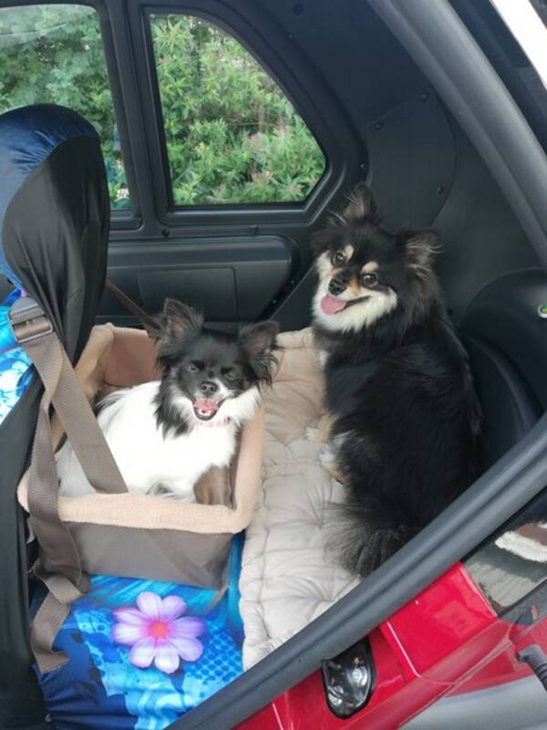 Fordon - Skand gomoto 3.3 mopedbil 