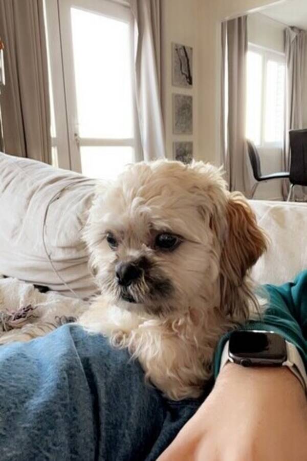 Hund - Shih tzu, Yorkshire terrier 