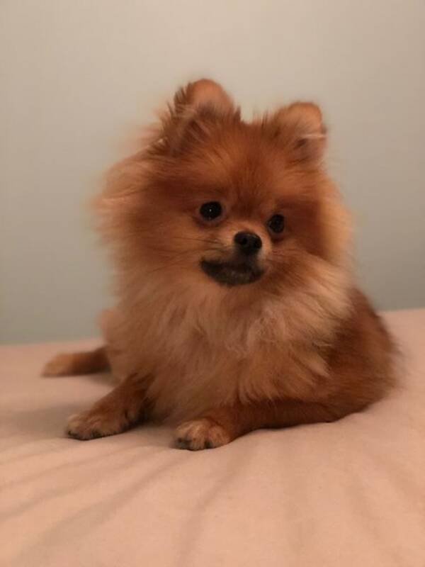 Hund