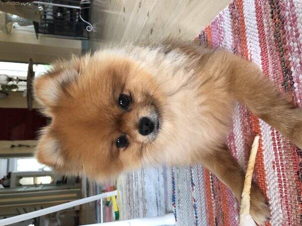 Hund