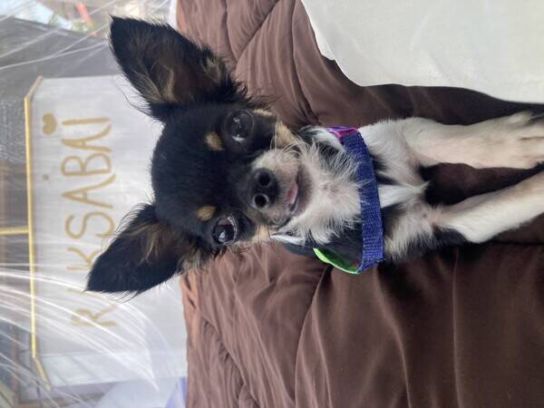 Hund - Raksi chihuahua 