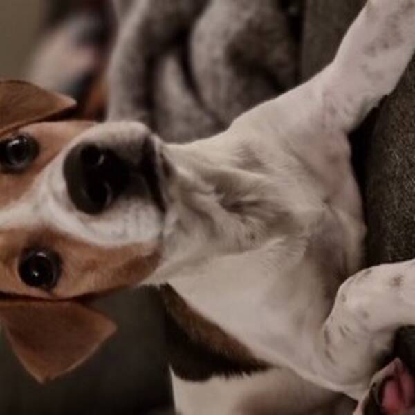 Hund - Frøya, Dansk- svensk Gårdshund Hund - Frøya, Dansk- svensk Gårdshund