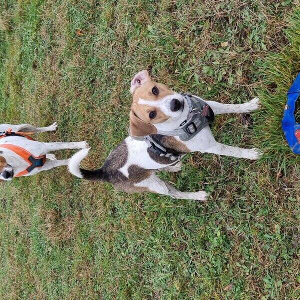 Hund - Frøya, Dansk- svensk Gårdshund Hund - Frøya, Dansk- svensk Gårdshund