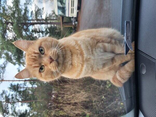 Katt Katt