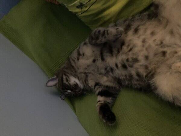 Katt - Biskit 