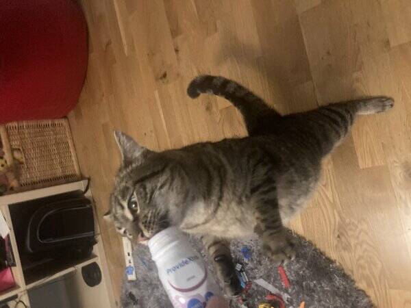Katt - Biskit 