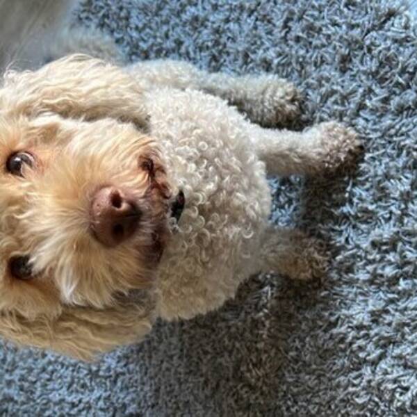 Hund - Lagotto Ramalgano