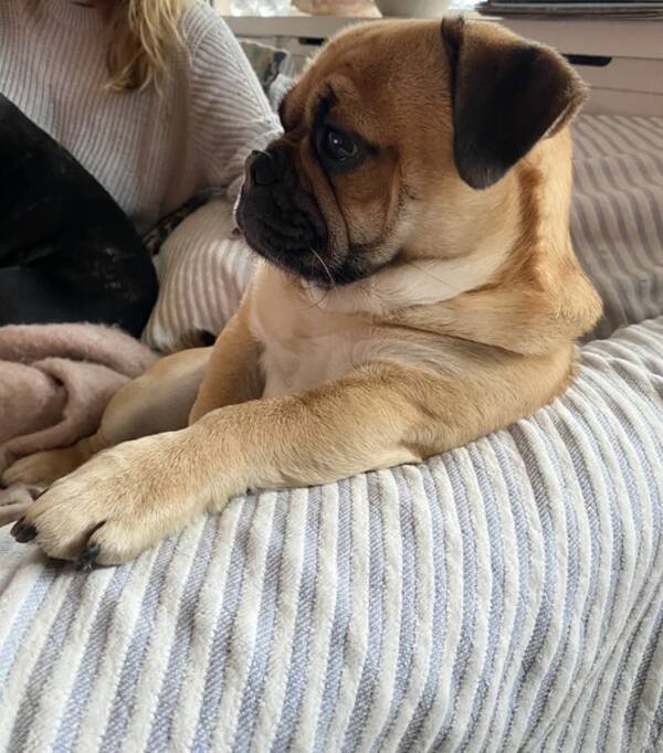 Hund - Retromopsen Teddy 