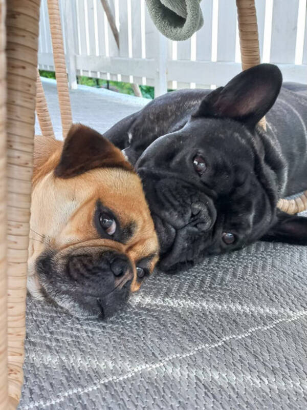 Hund - Retromopsen Teddy 