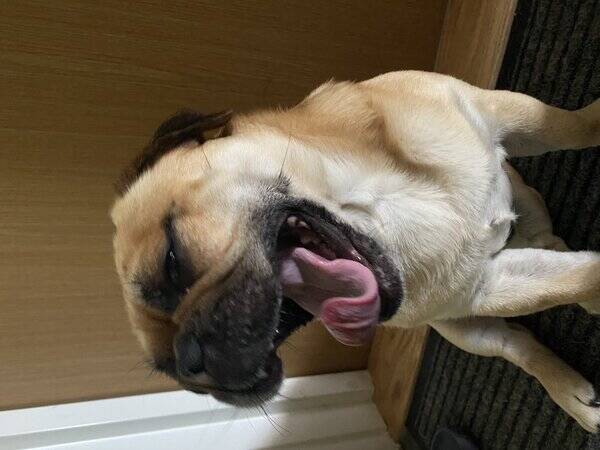 Hund - Retromopsen Teddy 